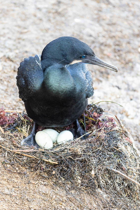 Brandt's Cormorant with eggs on the nest, nesting material composed of kelp and sea weed, La Jolla., Phalacrocorax penicillatus, natural history stock photograph, photo id 36798