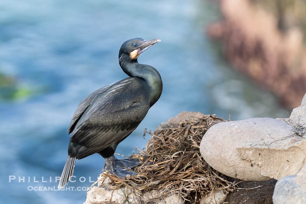 Brandt's Cormorant at its nest on steep cliffs over the ocean., Phalacrocorax penicillatus, natural history stock photograph, photo id 40152