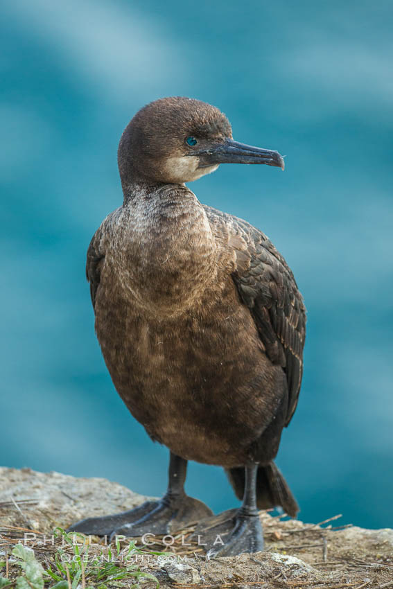 Brandt's cormorant., Phalacrocorax penicillatus, natural history stock photograph, photo id 30415