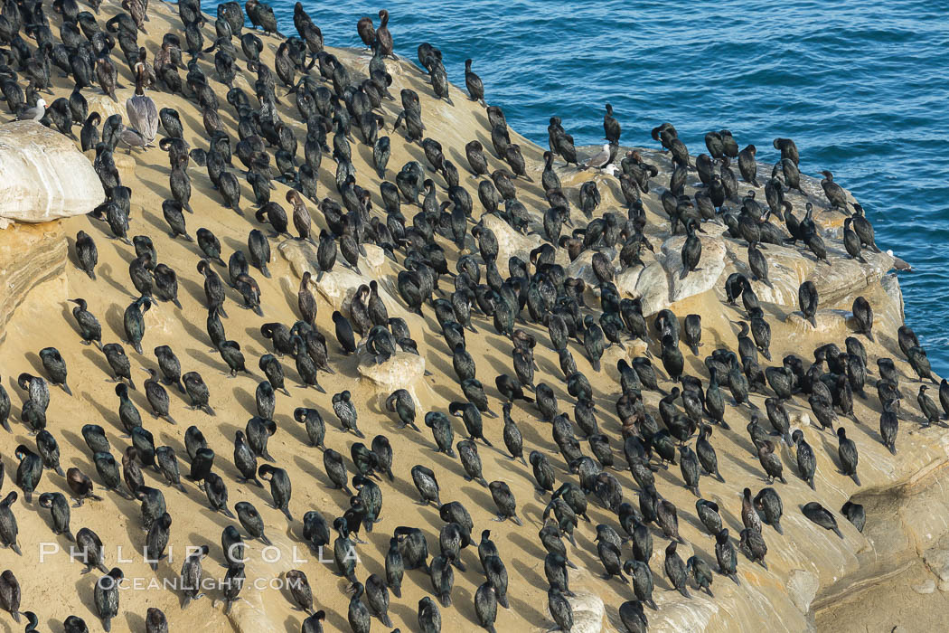 Hundreds of Brandt's Cormorants gather on an ocean cliff in La Jolla. California, USA, Phalacrocorax penicillatus, natural history stock photograph, photo id 30419