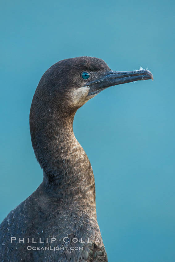Brandt's cormorant., Phalacrocorax penicillatus, natural history stock photograph, photo id 30417