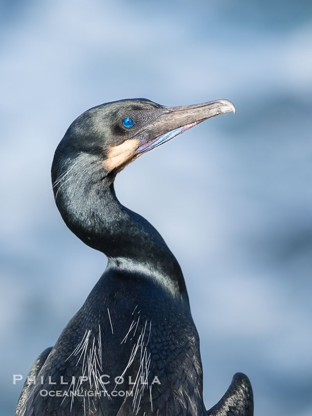Brandt's Cormorant portrait in afternoon sun with ocean whitewash in the background., Phalacrocorax penicillatus, natural history stock photograph, photo id 40141