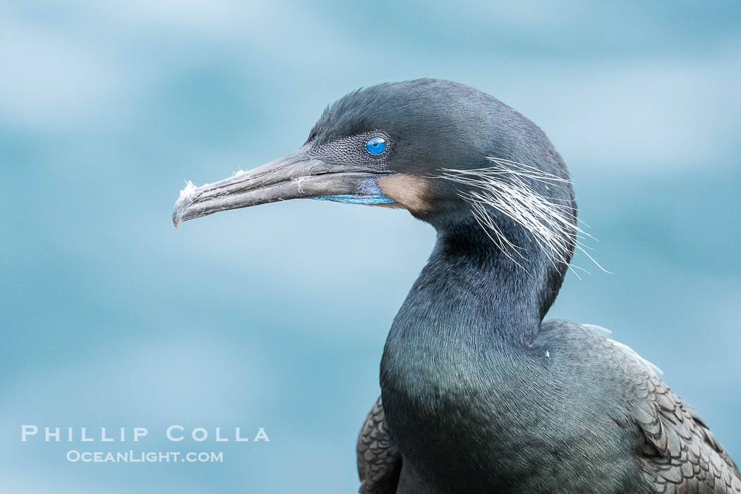 Brandt's Cormorant portrait in shade with ocean in the background. Its striking blue eyes and gular pouch (throat) can be seen, along with thin white feathers on its checks and shoulders. A bit of fluff is on its beak after it has been preening its feathers. La Jolla, California, USA, Phalacrocorax penicillatus, natural history stock photograph, photo id 40137