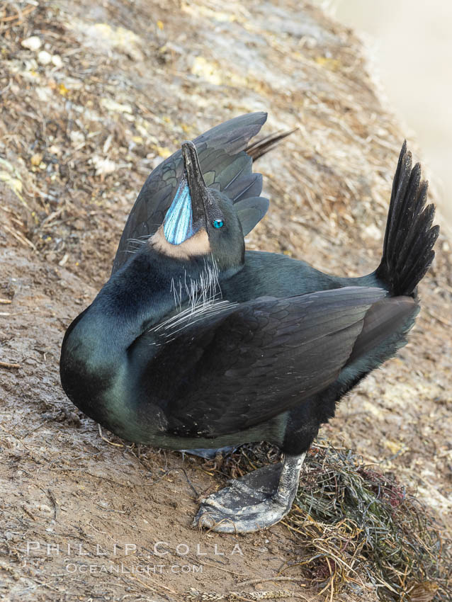 Brandt's Cormorant Skypointing, Courtship Display, La Jolla., Phalacrocorax penicillatus, natural history stock photograph, photo id 36804