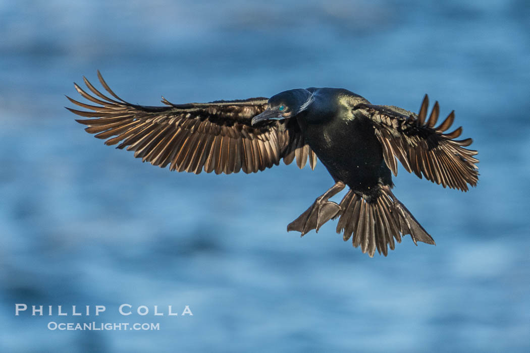 Brandt's Cormorant Spreading Wings to Land on sea cliffs overlooking the Pacific Ocean, La Jolla, California