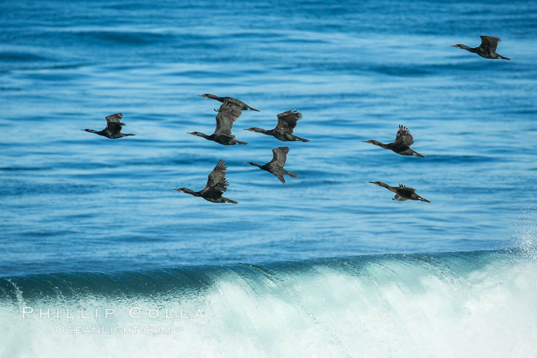 Brandt's cormorants flying over a breaking wave. La Jolla, California, USA, Phalacrocorax penicillatus, natural history stock photograph, photo id 30381