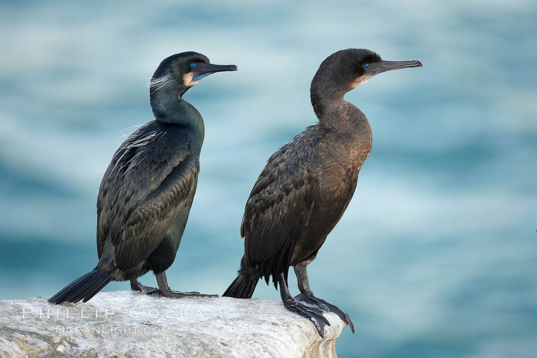 Brandt's cormorant. La Jolla, California, USA, Phalacrocorax penicillatus, natural history stock photograph, photo id 18550