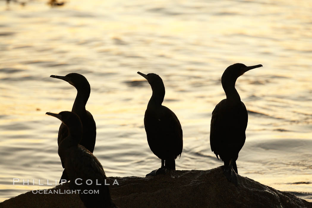 Brandt's cormorant in early morning golden sunrise light, on the Monterey breakwater rocks. California, USA, Phalacrocorax penicillatus, natural history stock photograph, photo id 21598