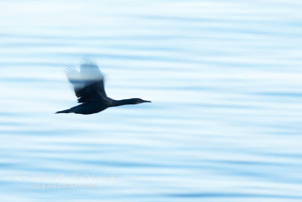 Brandt's cormorant in flight over ocean, early morning., Phalacrocorax penicillatus, natural history stock photograph, photo id 19937