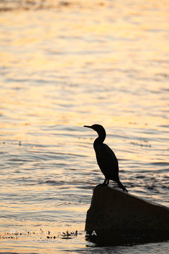 Brandt's cormorant in early morning golden sunrise light, on the Monterey breakwater rocks. California, USA, Phalacrocorax penicillatus, natural history stock photograph, photo id 21601