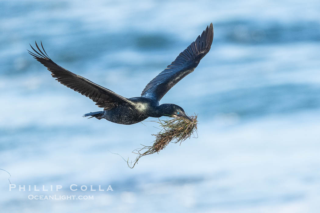 Brandts Cormorant with Nesting Material In Flight., Phalacrocorax penicillatus, natural history stock photograph, photo id 41722