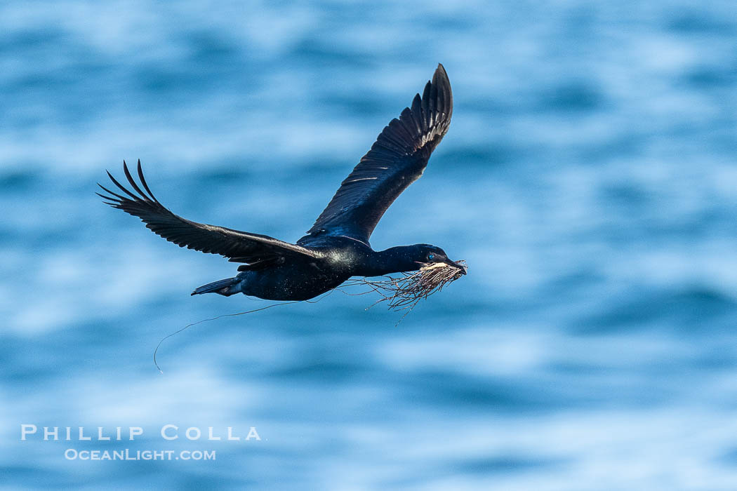 Brandts Cormorant with Nesting Material In Flight., Phalacrocorax penicillatus, natural history stock photograph, photo id 41724