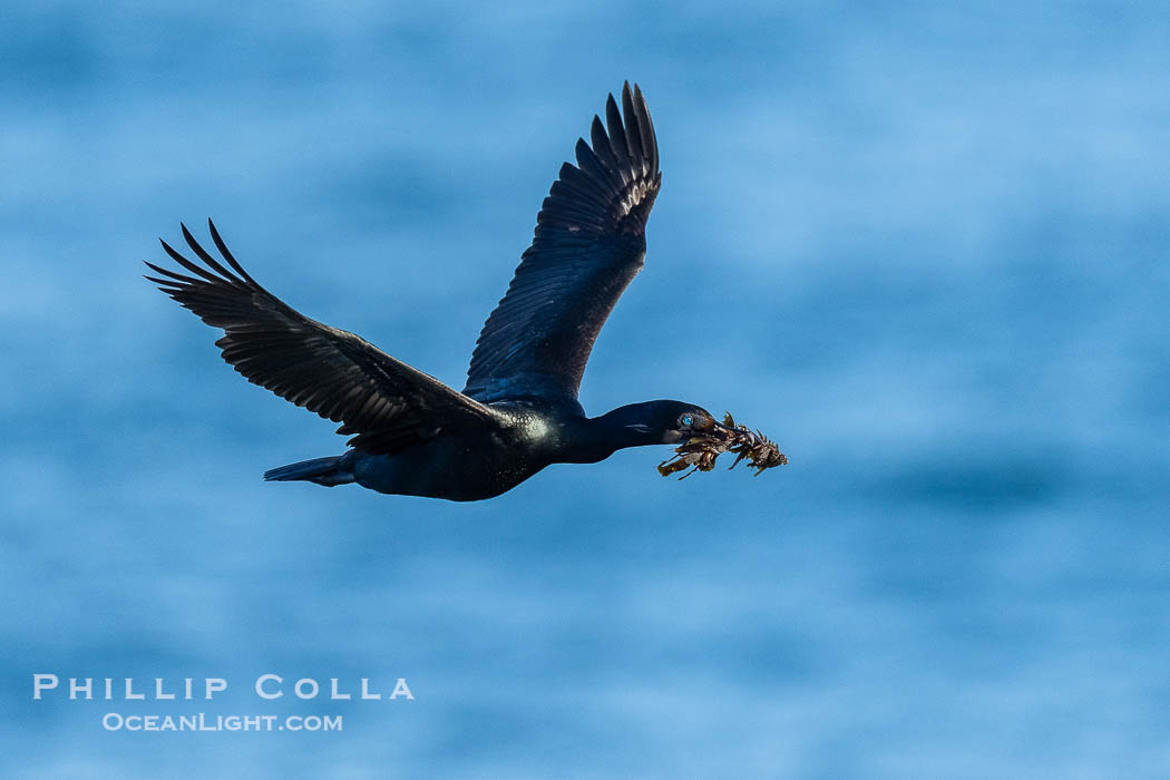 Brandts Cormorant with Nesting Material In Flight., Phalacrocorax penicillatus, natural history stock photograph, photo id 41725