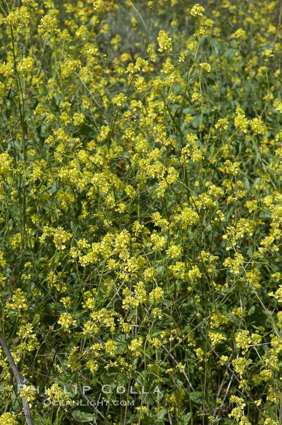 Black mustard, Batiquitos Lagoon, Carlsbad. California, USA, Brassica nigra, natural history stock photograph, photo id 11298