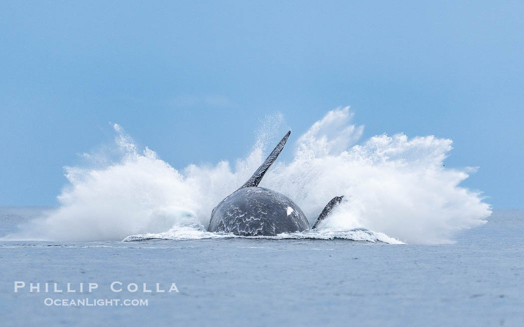 Breaching Southern Right Whale, Eubalaena australis, Golfo Nuevo, Peninsula Valdes, Argentina. By permission of the Government of Argentina, Chubut, permit # 51 / 2025-SsCyA., Eubalaena australis, natural history stock photograph, photo id 41250
