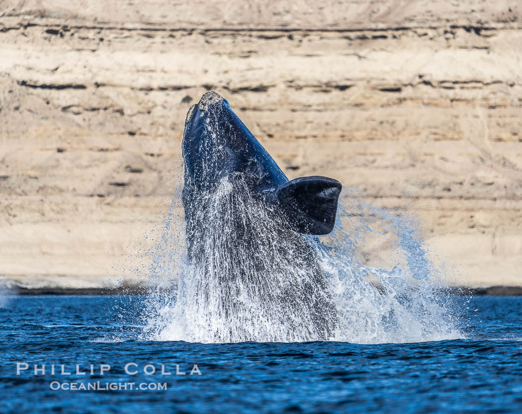 Breaching Southern Right Whale, Eubalaena australis, Golfo Nuevo, Peninsula Valdes, Argentina. By permission of the Government of Argentina, Chubut, permit # 51 / 2025-SsCyA., Eubalaena australis, natural history stock photograph, photo id 41262