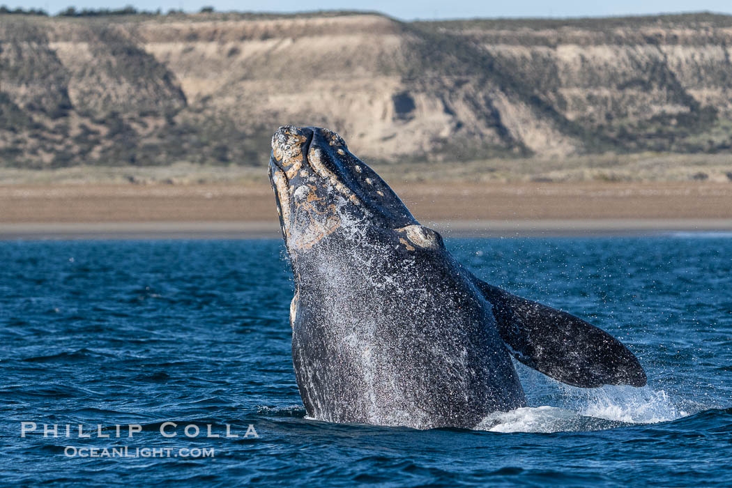 Breaching Southern Right Whale, Eubalaena australis, Golfo Nuevo, Peninsula Valdes, Argentina. By permission of the Government of Argentina, Chubut, permit # 51 / 2025-SsCyA., Eubalaena australis, natural history stock photograph, photo id 41310