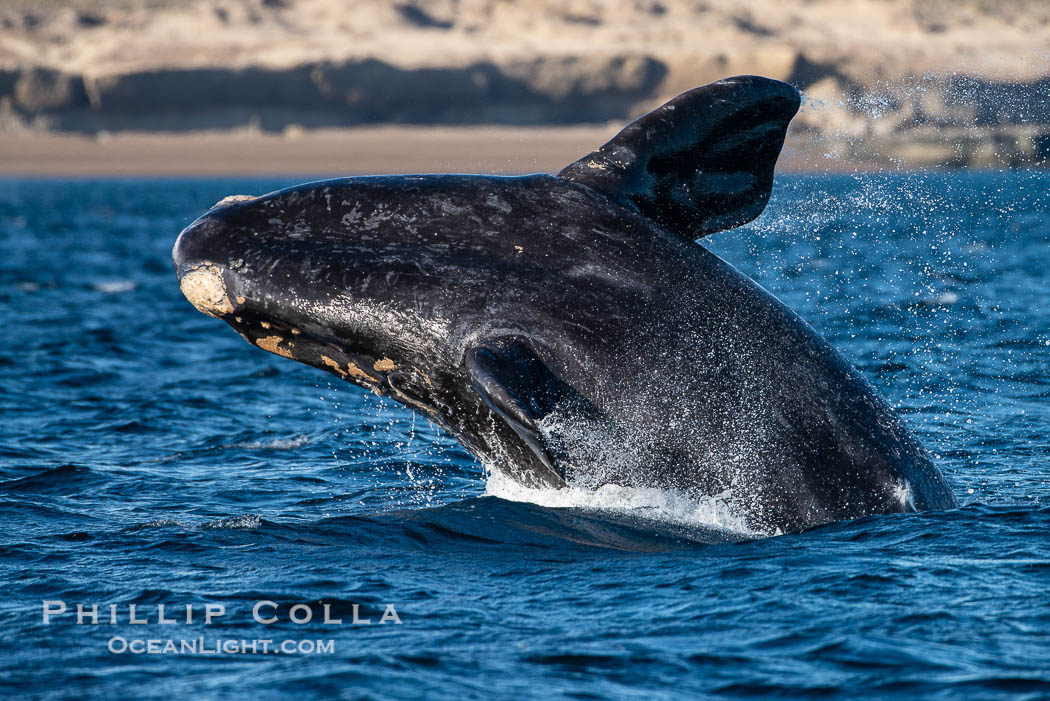 Breaching southern right whale, Eubalaena australis, Patagonia. Puerto Piramides, Chubut, Argentina, Eubalaena australis, natural history stock photograph, photo id 38283