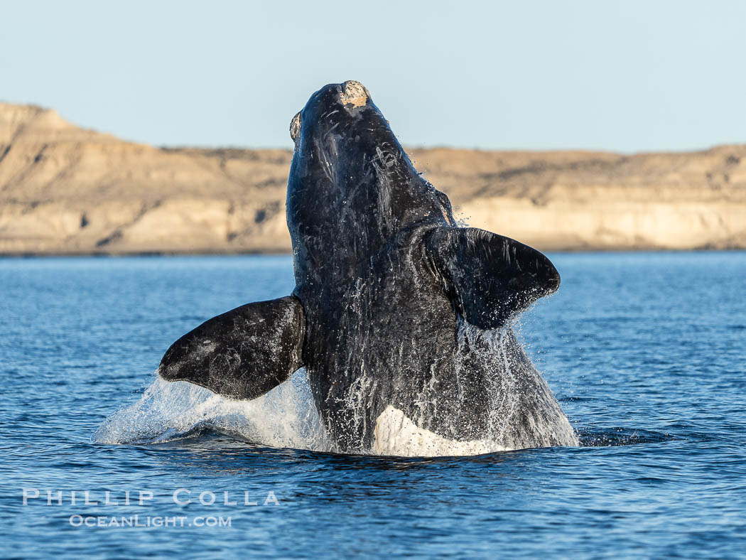 Breaching Southern Right Whale, Eubalaena australis, Golfo Nuevo, Peninsula Valdes, Argentina. By permission of the Government of Argentina, Chubut, permit # 51 / 2025-SsCyA., Eubalaena australis, natural history stock photograph, photo id 41292