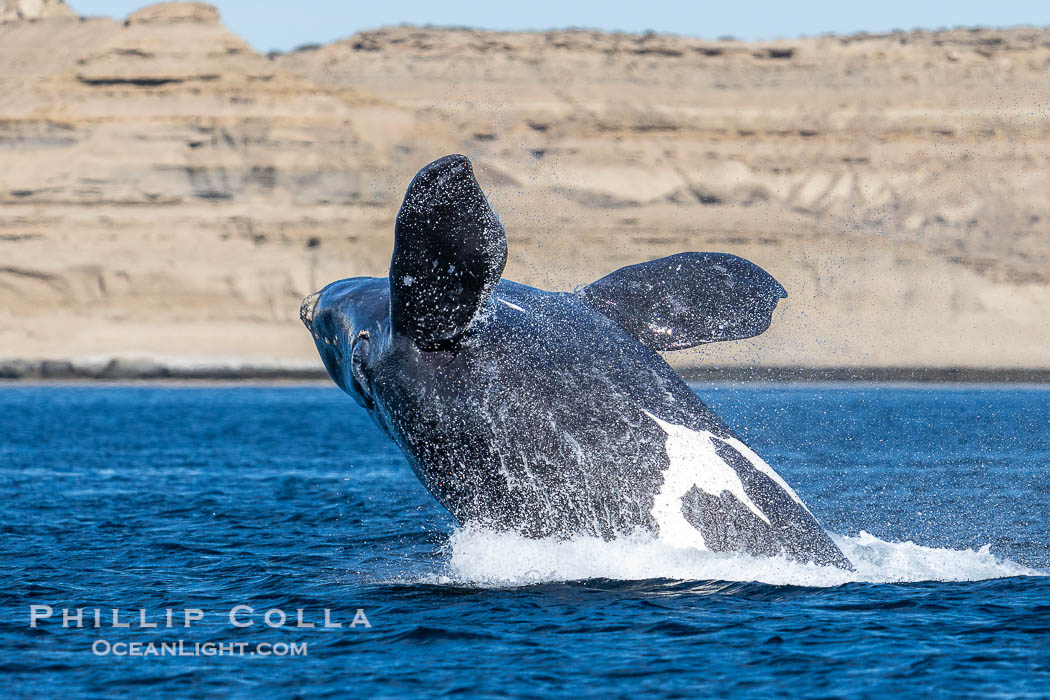 Breaching Southern Right Whale, Eubalaena australis, Golfo Nuevo, Peninsula Valdes, Argentina. By permission of the Government of Argentina, Chubut, permit # 51 / 2025-SsCyA., Eubalaena australis, natural history stock photograph, photo id 41312