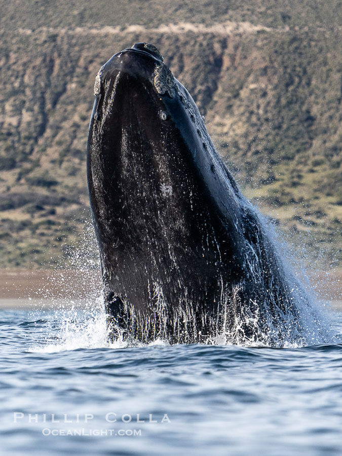 Breaching Southern Right Whale, Eubalaena australis, Golfo Nuevo, Peninsula Valdes, Argentina. By permission of the Government of Argentina, Chubut, permit # 51 / 2025-SsCyA., Eubalaena australis, natural history stock photograph, photo id 41271