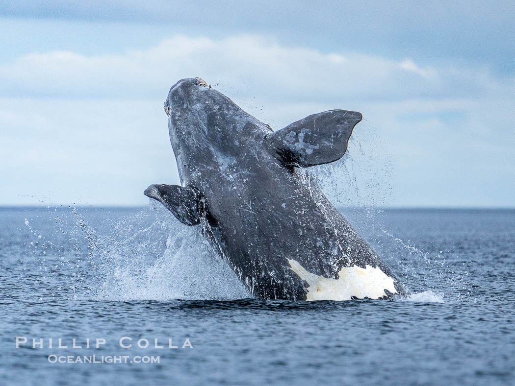 Breaching Southern Right Whale, Eubalaena australis, Golfo Nuevo, Peninsula Valdes, Argentina. By permission of the Government of Argentina, Chubut, permit # 51 / 2025-SsCyA., Eubalaena australis, natural history stock photograph, photo id 41299