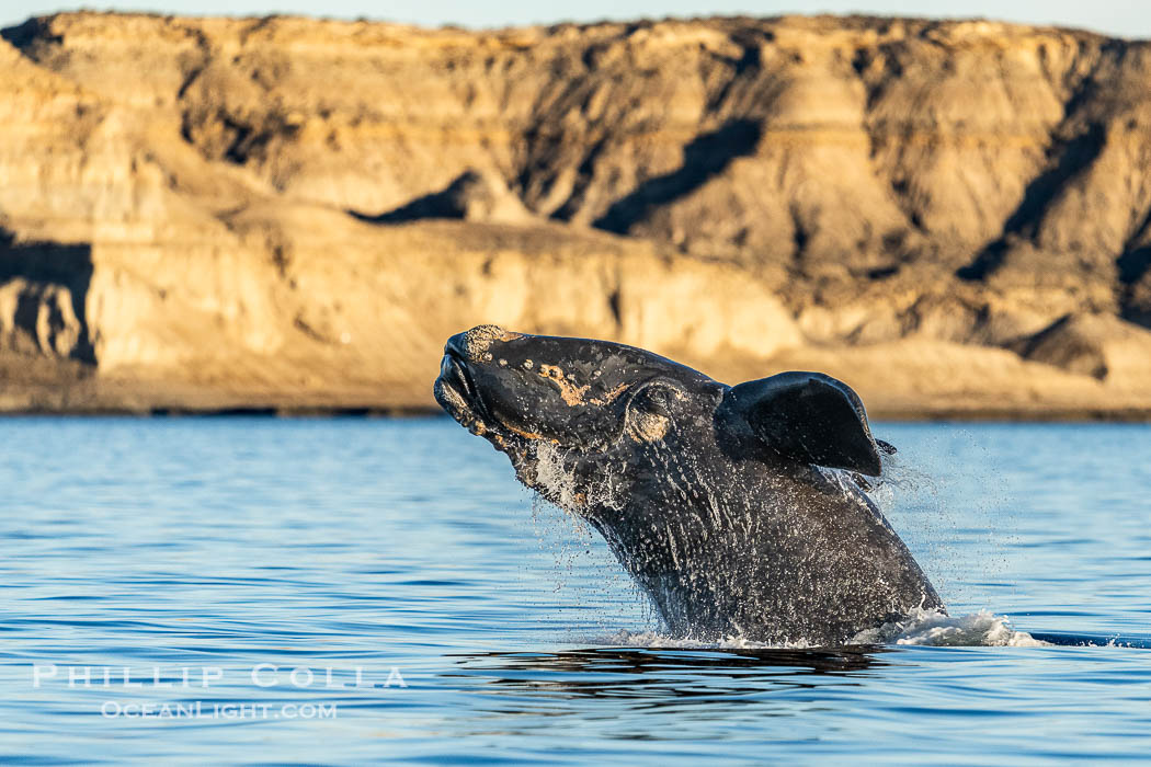 Breaching Southern Right Whale, Eubalaena australis, Golfo Nuevo, Peninsula Valdes, Argentina. By permission of the Government of Argentina, Chubut, permit # 51 / 2025-SsCyA., Eubalaena australis, natural history stock photograph, photo id 41285