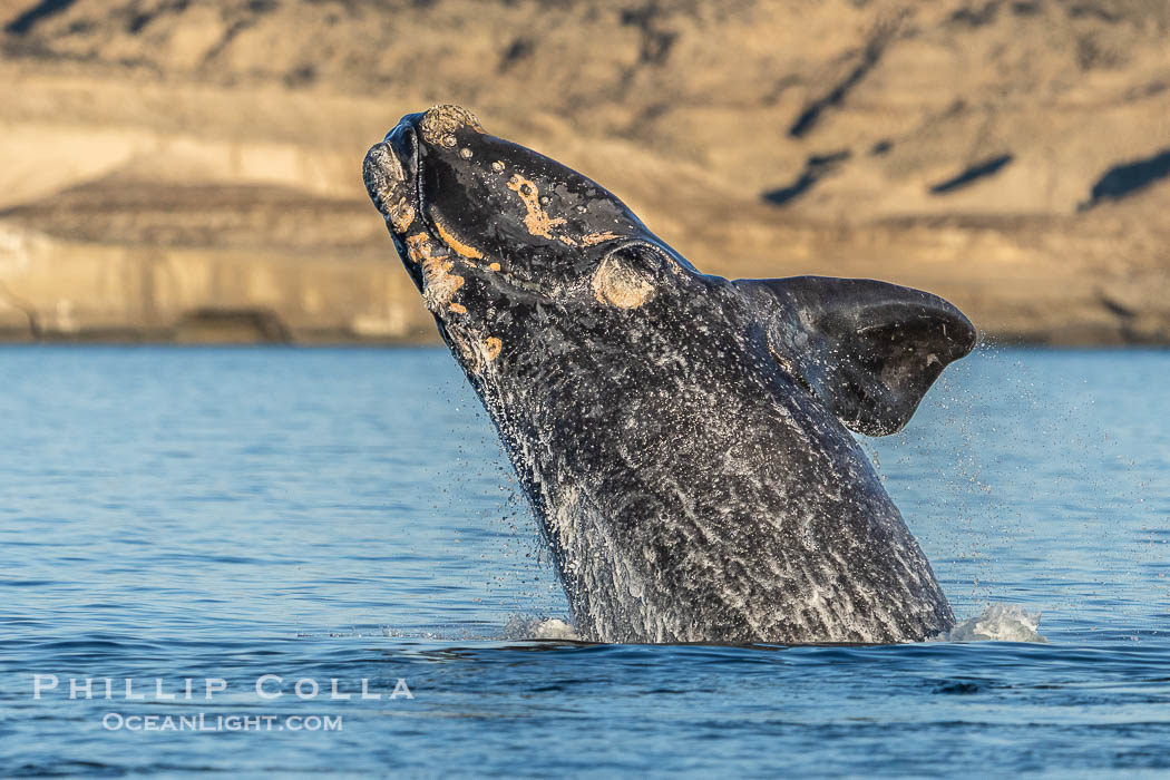 Breaching Southern Right Whale, Eubalaena australis, Golfo Nuevo, Peninsula Valdes, Argentina. By permission of the Government of Argentina, Chubut, permit # 51 / 2025-SsCyA., Eubalaena australis, natural history stock photograph, photo id 41289