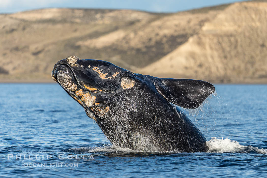Breaching Southern Right Whale, Eubalaena australis, Golfo Nuevo, Peninsula Valdes, Argentina. By permission of the Government of Argentina, Chubut, permit # 51 / 2025-SsCyA., Eubalaena australis, natural history stock photograph, photo id 41293