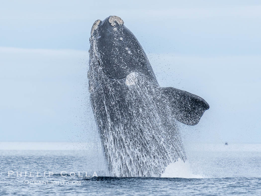 Breaching Southern Right Whale, Eubalaena australis, Golfo Nuevo, Peninsula Valdes, Argentina. By permission of the Government of Argentina, Chubut, permit # 51 / 2025-SsCyA., Eubalaena australis, natural history stock photograph, photo id 41301