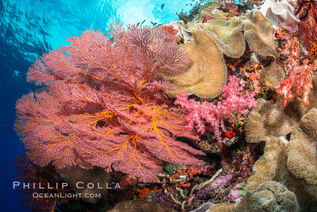 Bright red Plexauridae sea fan gorgonian and yellow sarcophyton leather coral on pristine coral reef, Fiji, Sarcophyton, Gorgonacea, Plexauridae, Vatu I Ra Passage, Bligh Waters, Viti Levu  Island