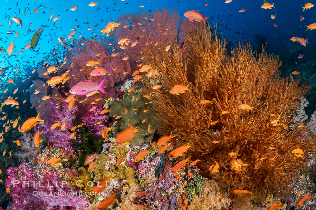 Brilliantlly colorful coral reef, with swarms of anthias fishes and soft corals, Fiji., Pseudanthias, natural history stock photograph, photo id 34762