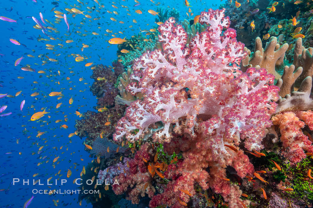 Brilliantlly colorful coral reef, with swarms of anthias fishes and soft corals, Fiji. Bligh Waters, Dendronephthya, Pseudanthias, natural history stock photograph, photo id 34794