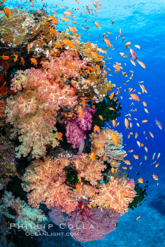 Brilliantlly colorful coral reef, with swarms of anthias fishes and soft corals, Fiji. Bligh Waters, Dendronephthya, Pseudanthias, natural history stock photograph, photo id 34834