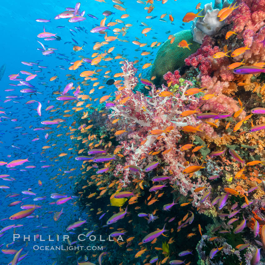 Brilliantlly colorful coral reef, with swarms of anthias fishes and soft corals, Fiji. Bligh Waters, Dendronephthya, Pseudanthias, natural history stock photograph, photo id 34838