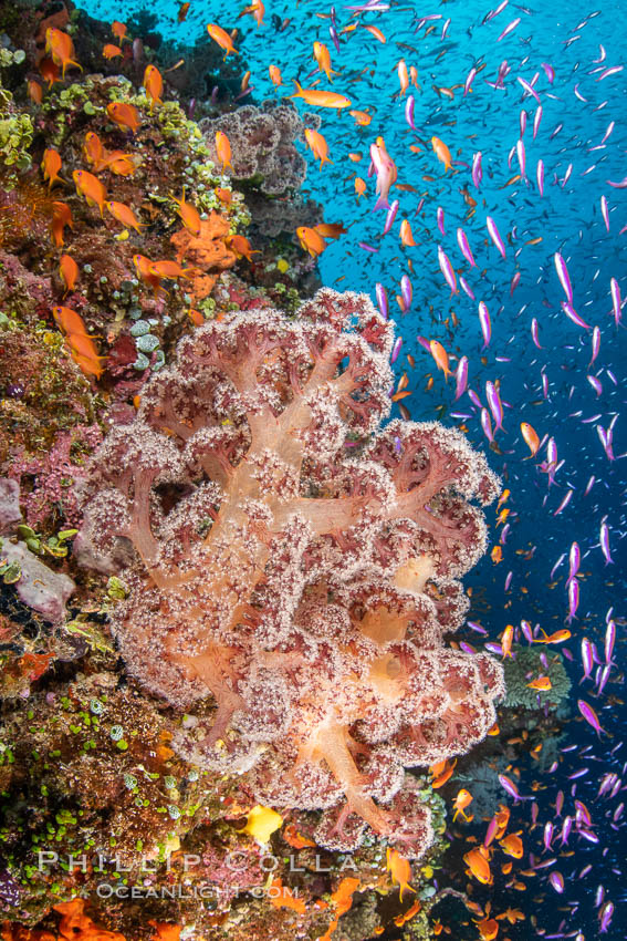 Brilliantlly colorful coral reef, with swarms of anthias fishes and soft corals, Fiji., Dendronephthya, Pseudanthias, natural history stock photograph, photo id 34804