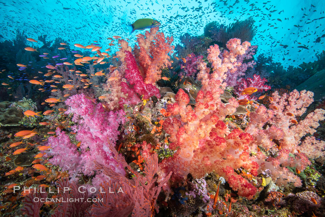 Brilliantlly colorful coral reef, with swarms of anthias fishes and soft corals, Fiji., Dendronephthya, Pseudanthias, natural history stock photograph, photo id 34808