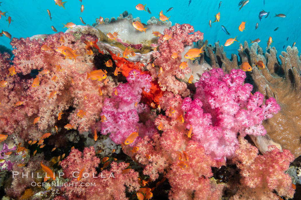 Brilliantlly colorful coral reef, with swarms of anthias fishes and soft corals, Fiji., Dendronephthya, Pseudanthias, natural history stock photograph, photo id 34876