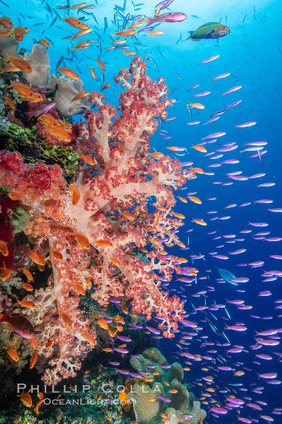 Brilliantlly colorful coral reef, with swarms of anthias fishes and soft corals, Fiji. Bligh Waters, Dendronephthya, Pseudanthias, natural history stock photograph, photo id 35020