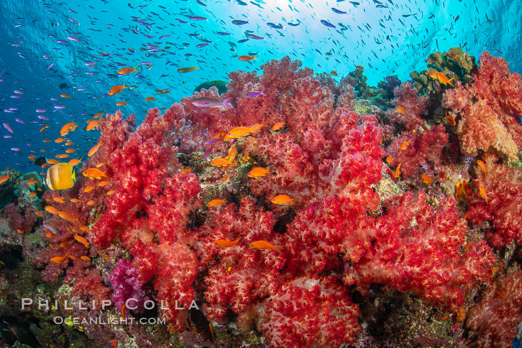 Brilliantlly colorful coral reef, with swarms of anthias fishes and soft corals, Fiji, Dendronephthya, Pseudanthias, Namena Marine Reserve, Namena Island