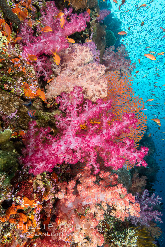 Brilliantlly colorful coral reef, with swarms of anthias fishes and soft corals, Fiji., Dendronephthya, Pseudanthias, natural history stock photograph, photo id 34743