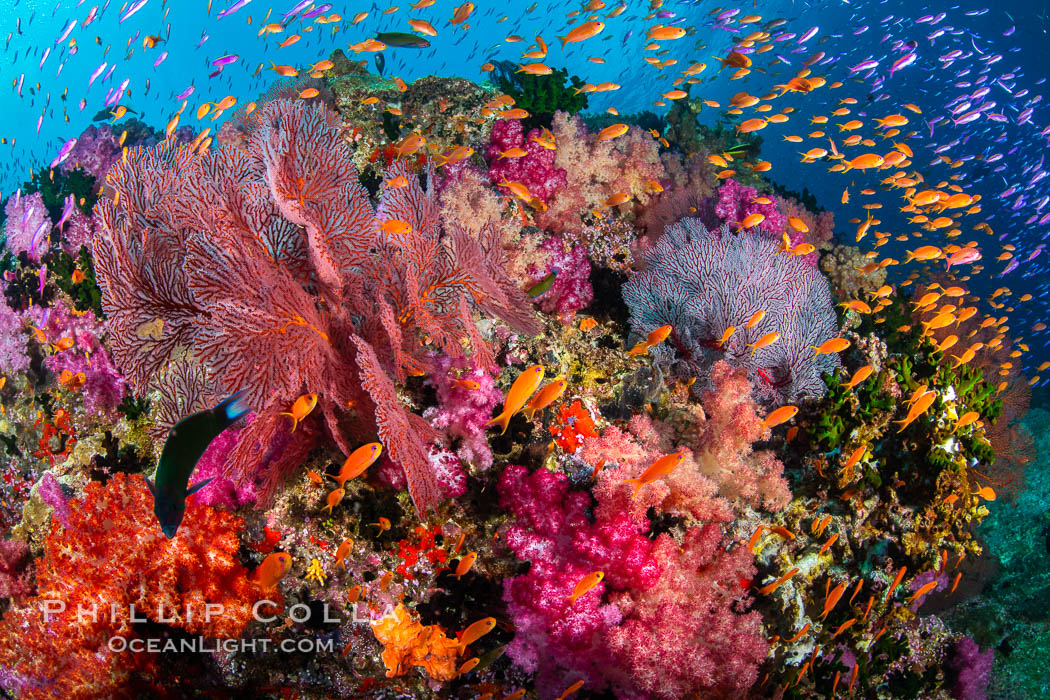 Brilliantlly colorful coral reef, with swarms of anthias fishes and soft corals, Fiji. Vatu I Ra Passage, Bligh Waters, Viti Levu Island, Dendronephthya, Pseudanthias, natural history stock photograph, photo id 34871