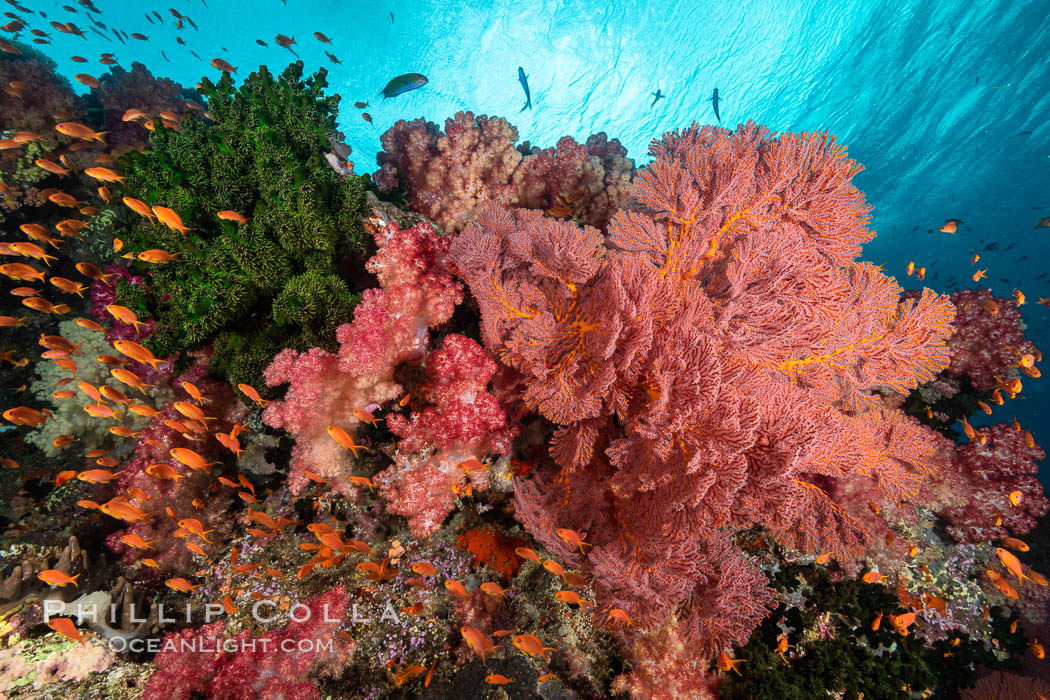 Brilliantlly colorful coral reef, with swarms of anthias fishes and soft corals, Fiji., Dendronephthya, Gorgonacea, Pseudanthias, natural history stock photograph, photo id 34805