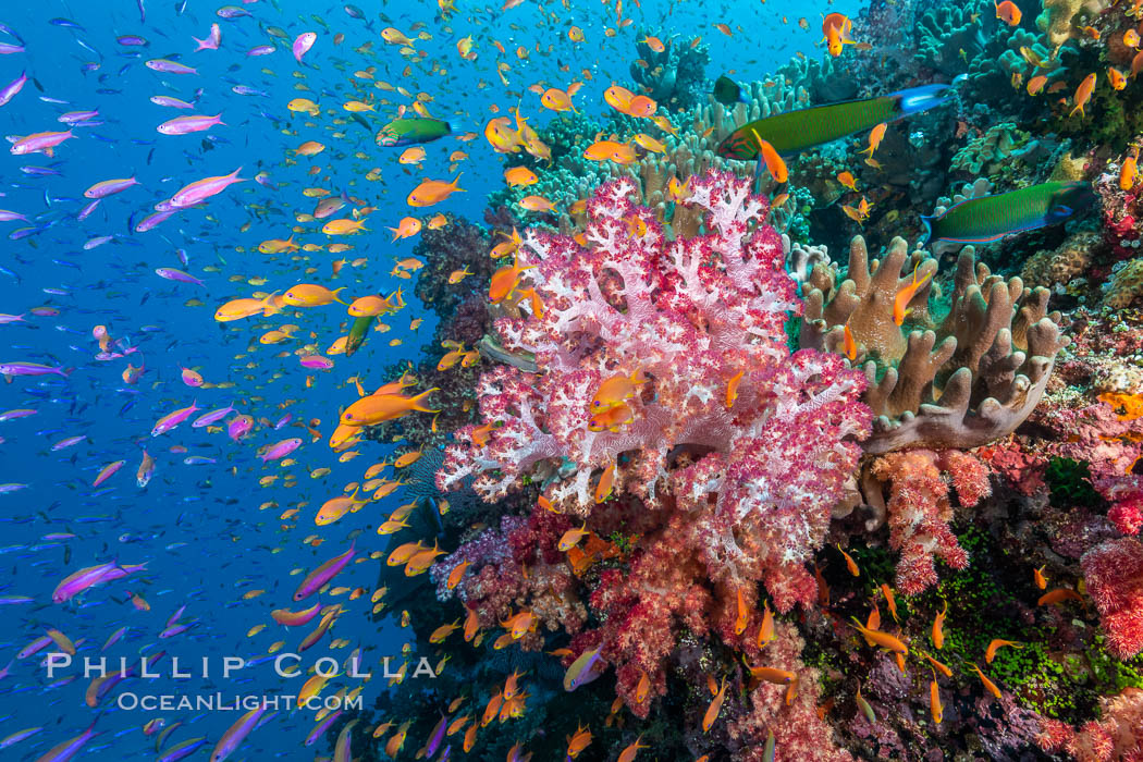 Brilliantlly colorful coral reef, with swarms of anthias fishes and soft corals, Fiji. Bligh Waters, Dendronephthya, Pseudanthias, natural history stock photograph, photo id 34817