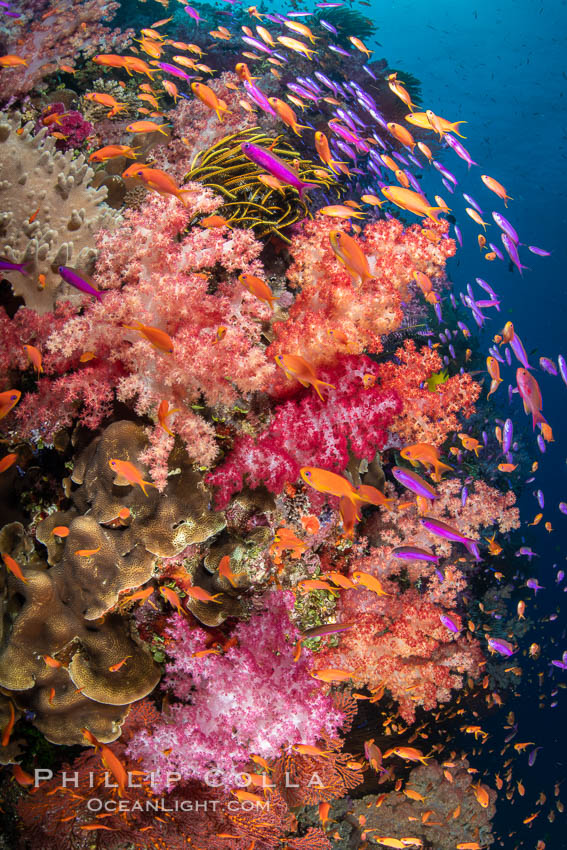 Brilliantlly colorful coral reef, with swarms of anthias fishes and soft corals, Fiji., Dendronephthya, Pseudanthias, natural history stock photograph, photo id 34821