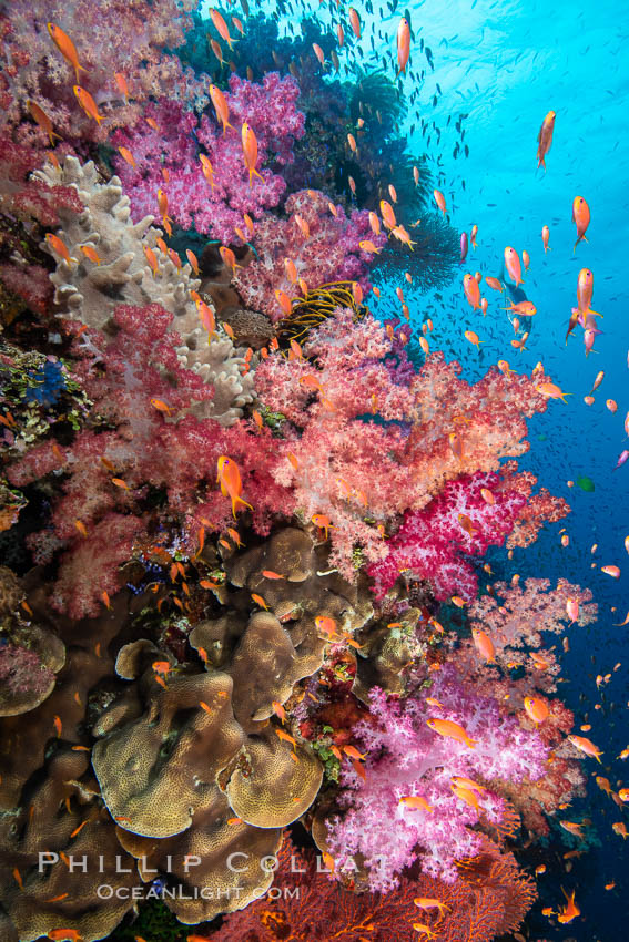 Brilliantlly colorful coral reef, with swarms of anthias fishes and soft corals, Fiji., Dendronephthya, Pseudanthias, natural history stock photograph, photo id 34825
