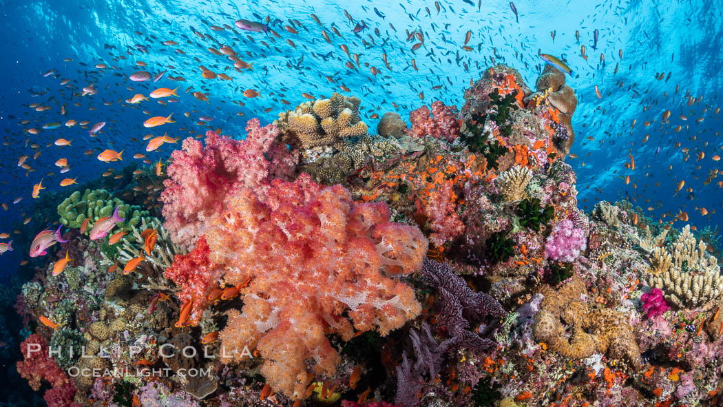 Brilliantlly colorful coral reef, with swarms of anthias fishes and soft corals, Fiji. Bligh Waters, Dendronephthya, Pseudanthias, natural history stock photograph, photo id 34833
