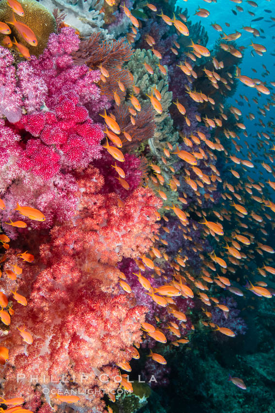 Brilliantlly colorful coral reef, with swarms of anthias fishes and soft corals, Fiji., Dendronephthya, Pseudanthias, natural history stock photograph, photo id 34921