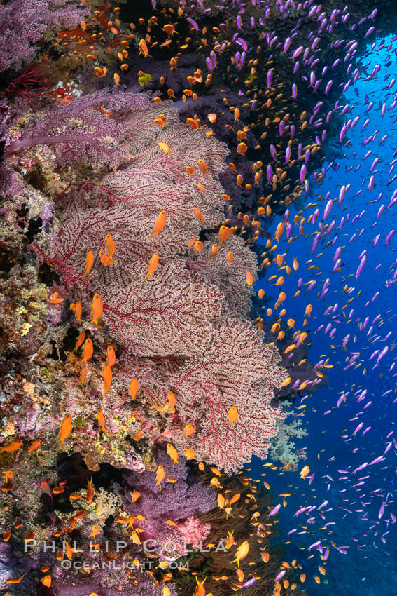 Brilliantlly colorful coral reef, with swarms of anthias fishes and soft corals, Fiji. Bligh Waters, Gorgonacea, Pseudanthias, natural history stock photograph, photo id 34961