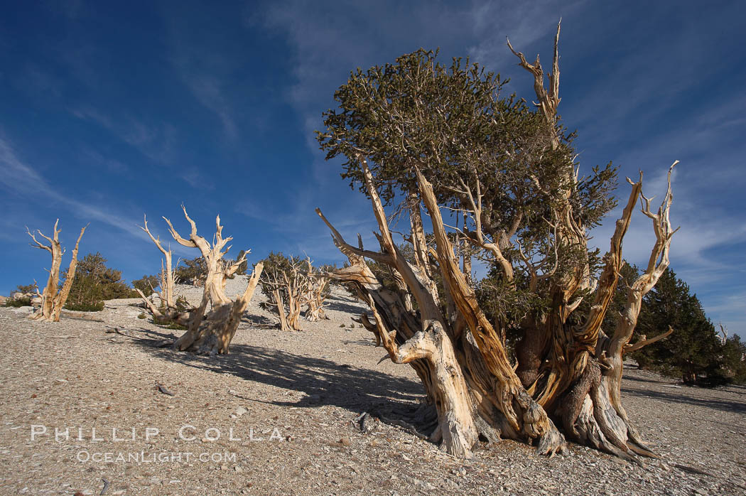 Bristlecone pines rising above the arid, dolomite-rich slopes of the White Mountains at 11000-foot elevation. Patriarch Grove, Ancient Bristlecone Pine Forest. White Mountains, Inyo National Forest, California, USA, Pinus longaeva, natural history stock photograph, photo id 17482